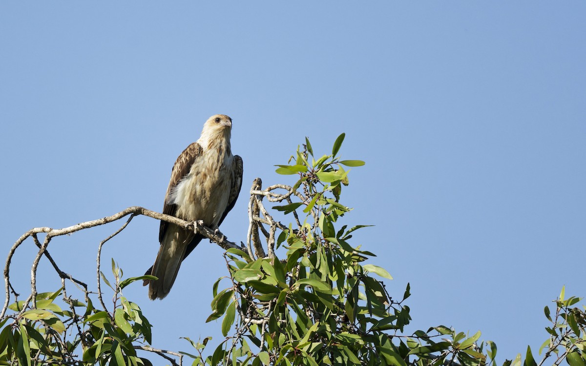 Whistling Kite - ML642844808