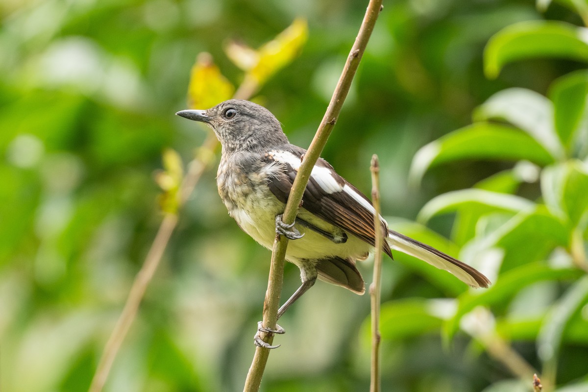 Oriental Magpie-Robin - ML642844809