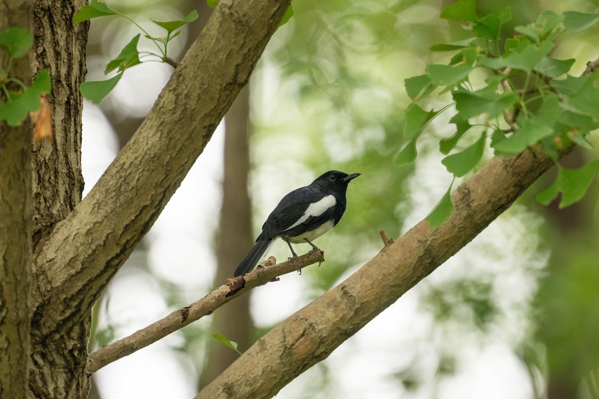 Oriental Magpie-Robin - ML642844810