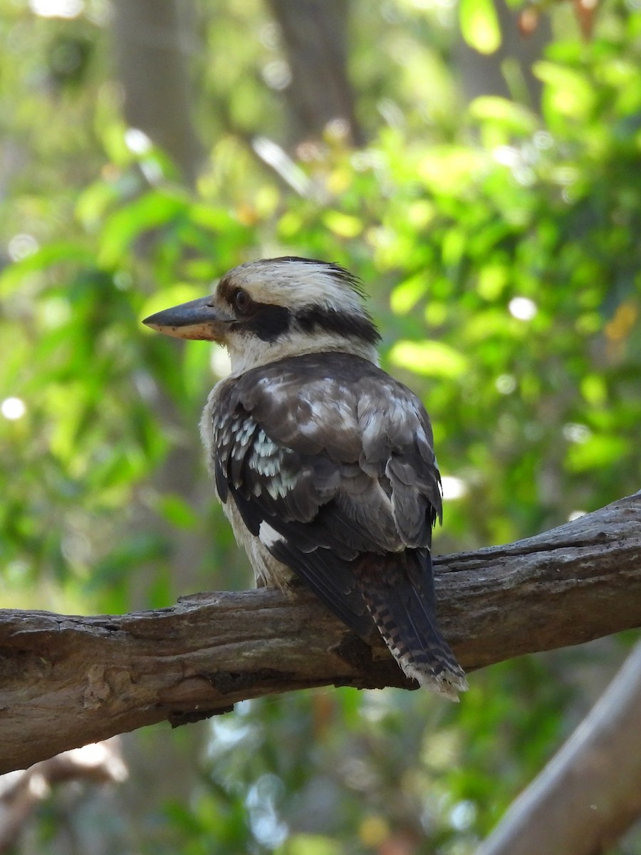 Laughing Kookaburra - ML642844812