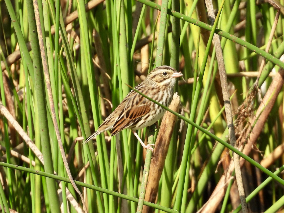 Savannah Sparrow - ML642844813