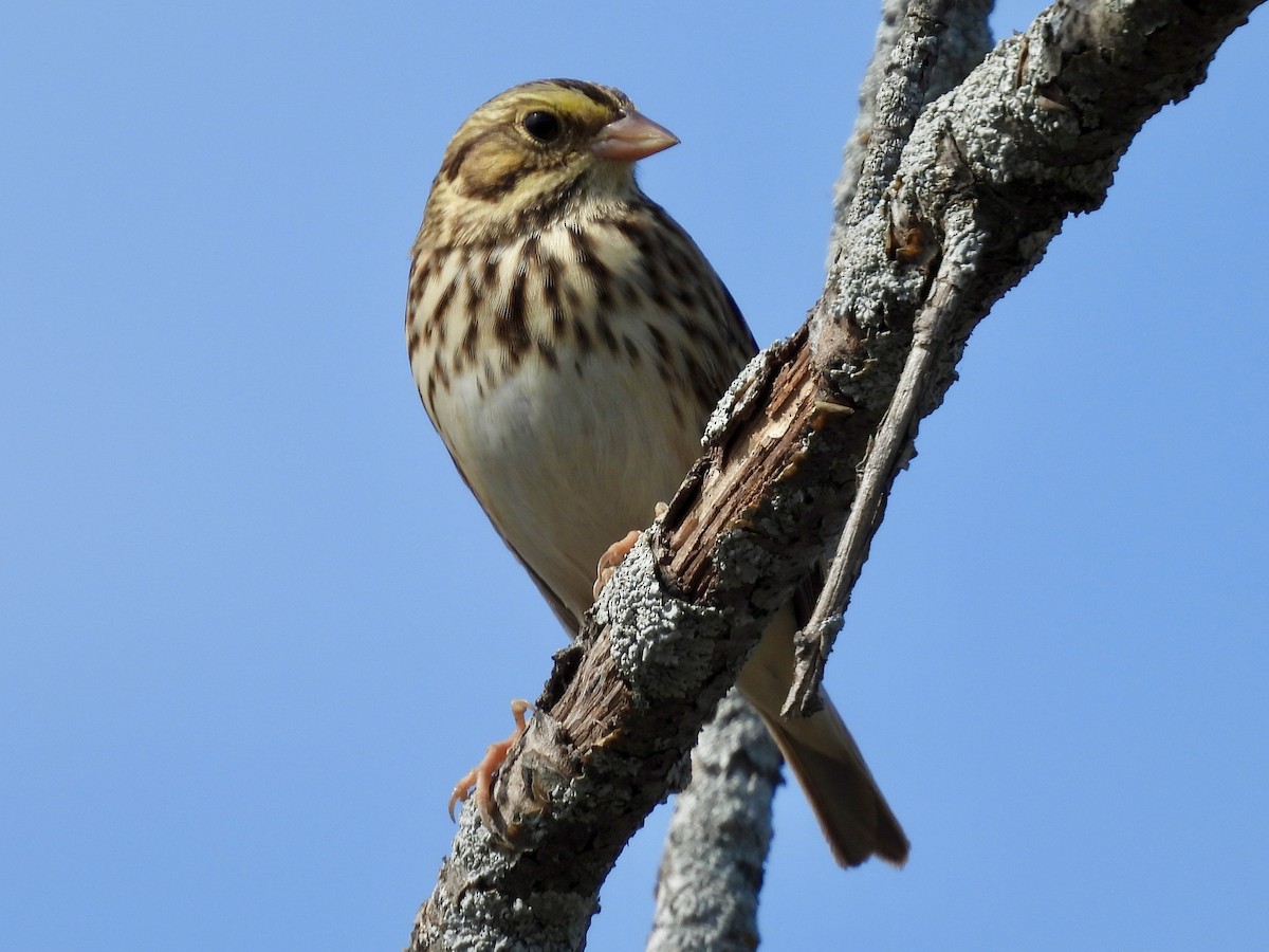 Savannah Sparrow - ML642844814