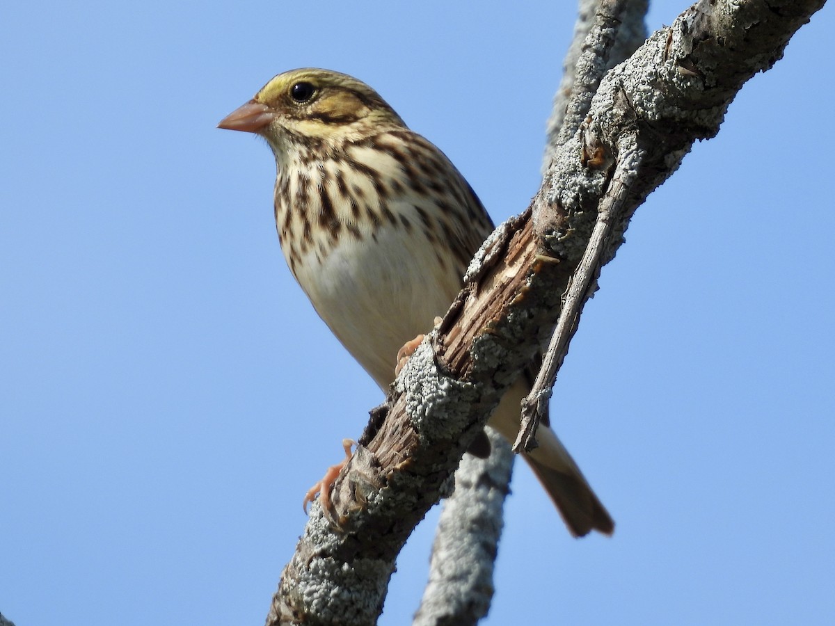 Savannah Sparrow - ML642844815