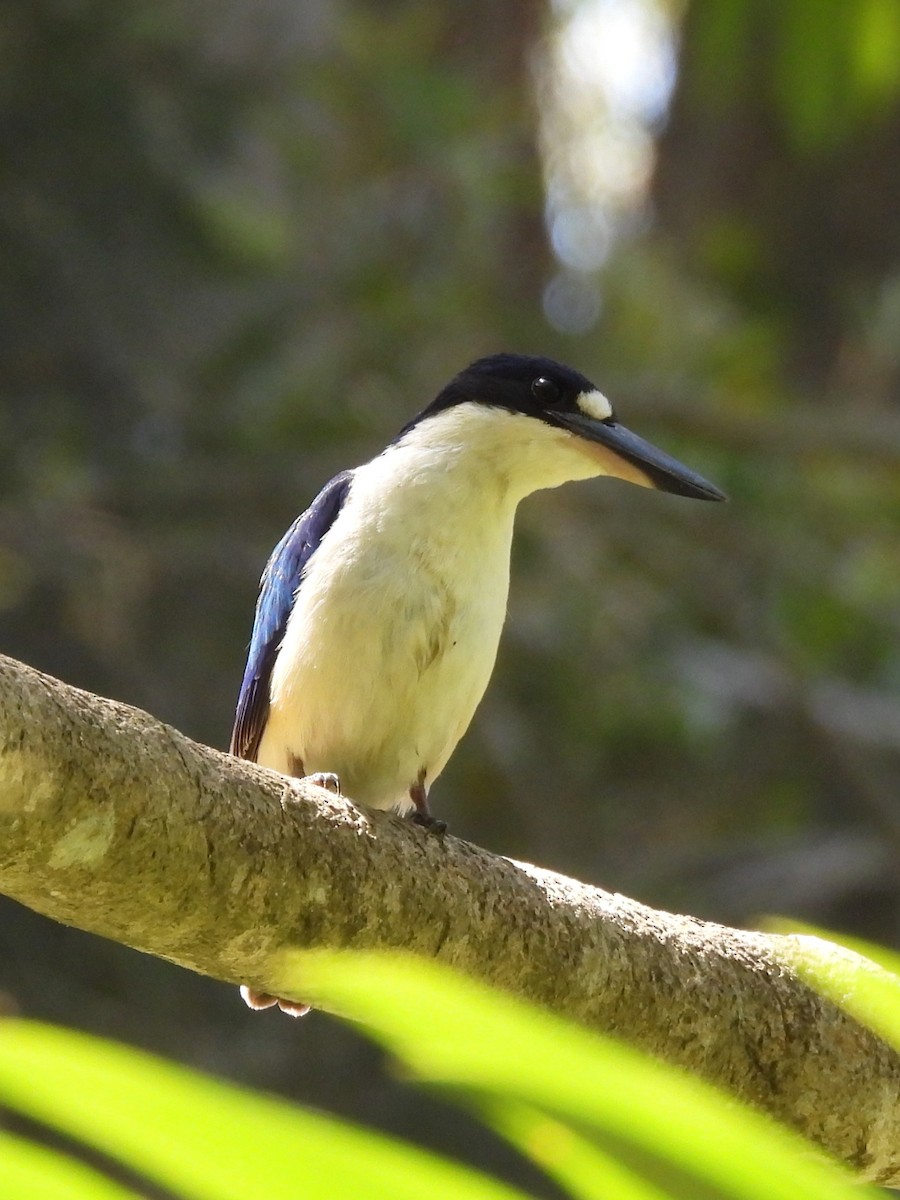 Torresian Kingfisher - ML642844817