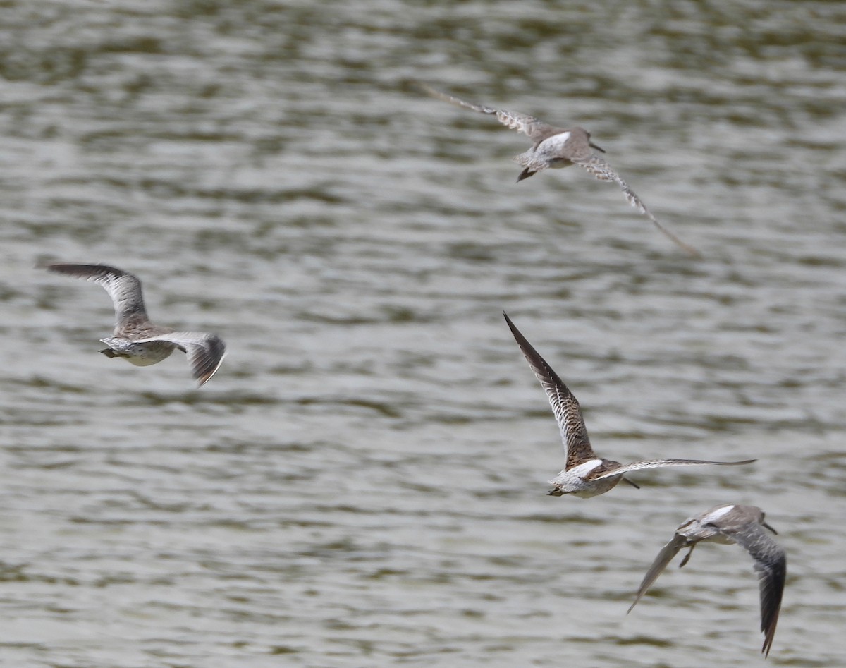 Short-billed Dowitcher - ML642844819