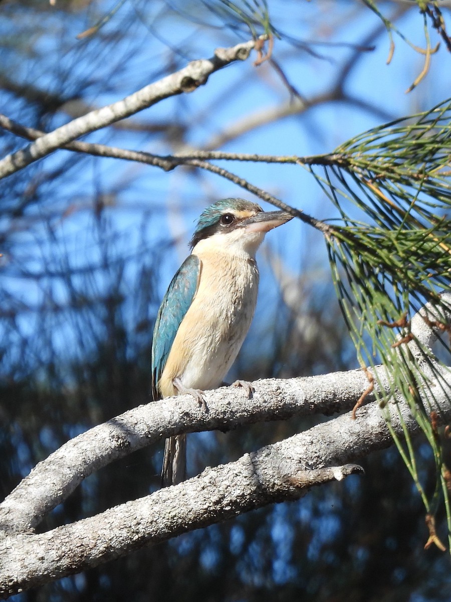 Sacred Kingfisher - ML642844820