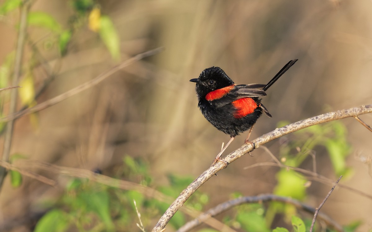 Red-backed Fairywren - ML642844821