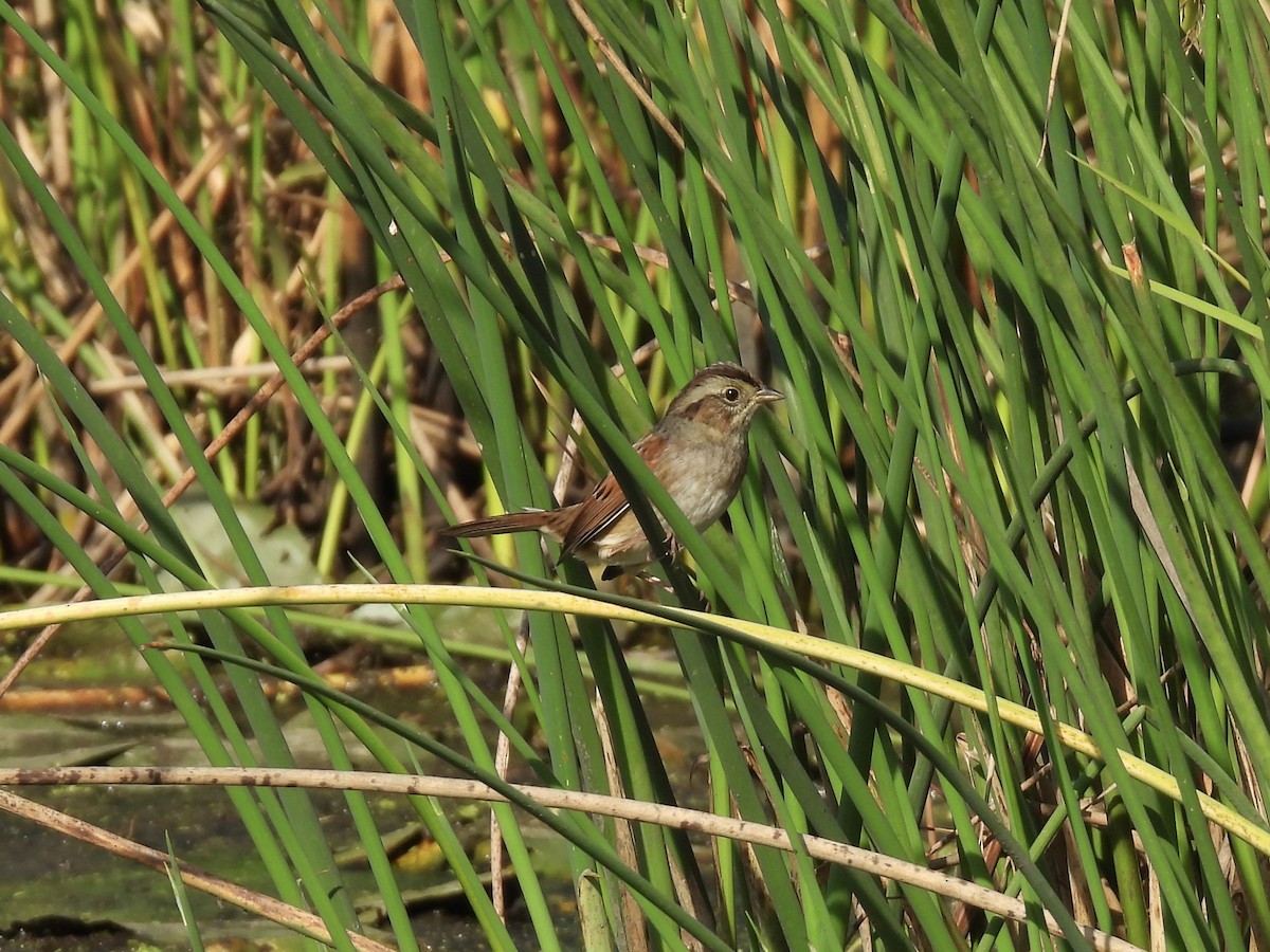 Swamp Sparrow - ML642844822