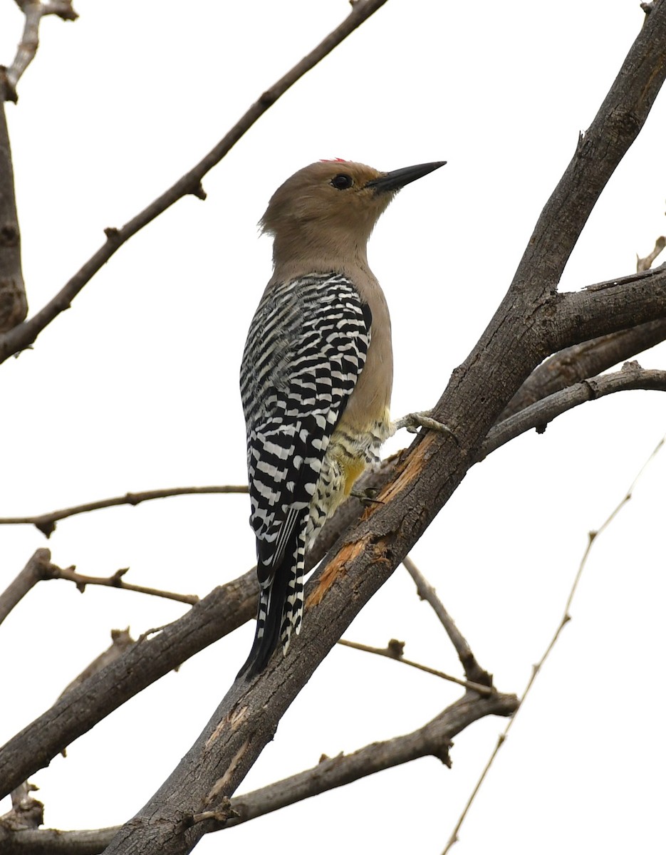 Gila Woodpecker - ML642844823