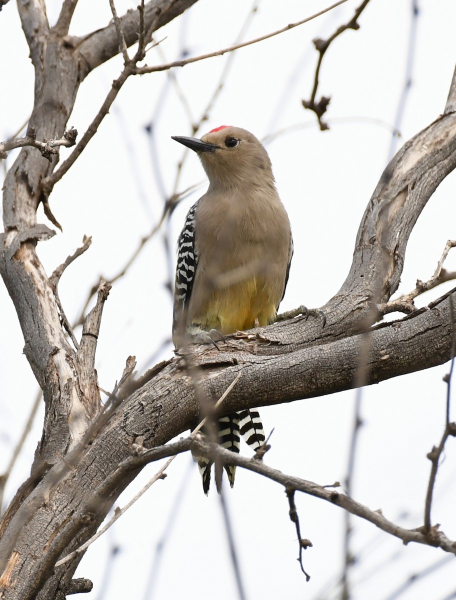 Gila Woodpecker - ML642844824