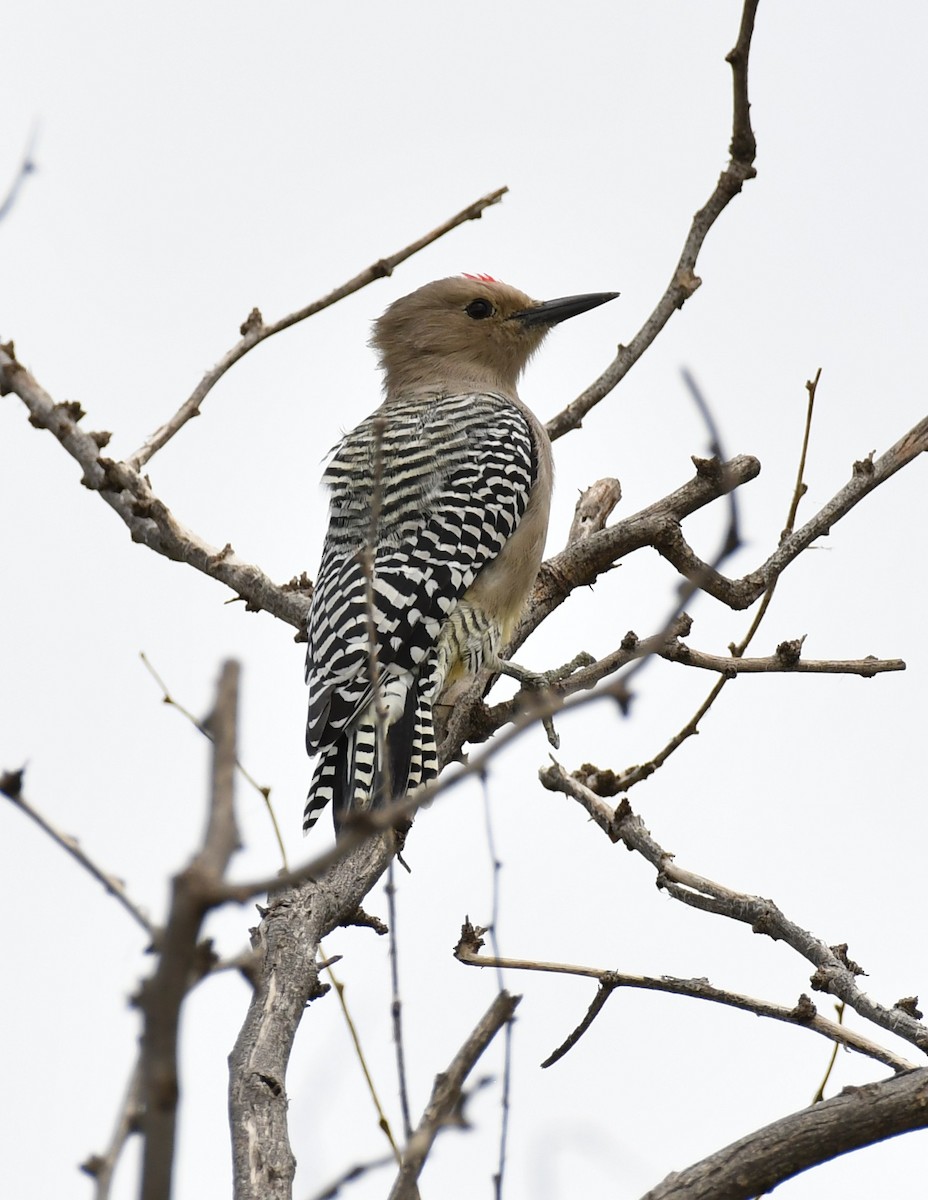 Gila Woodpecker - ML642844825