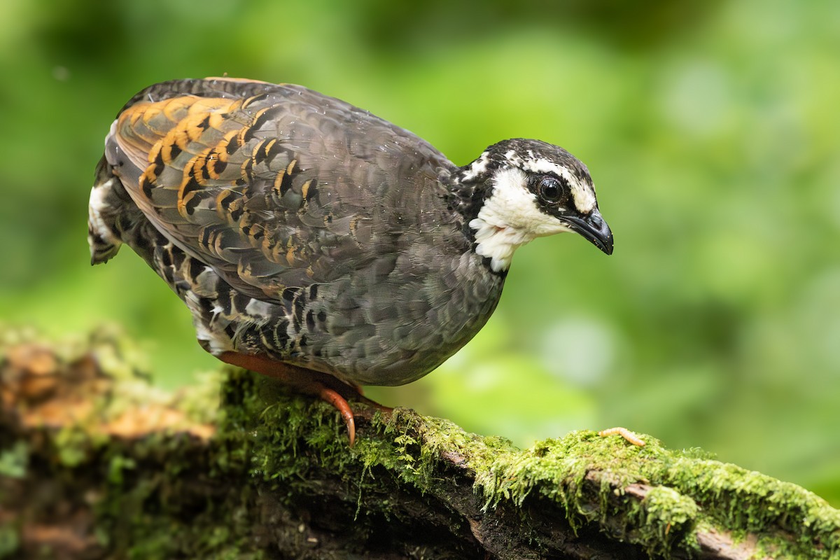 Gray-breasted Partridge - ML642844826