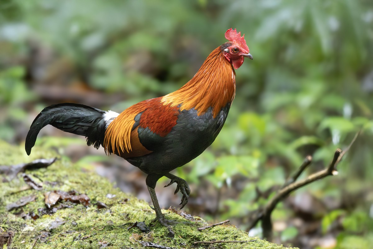 Red Junglefowl - ML642844839