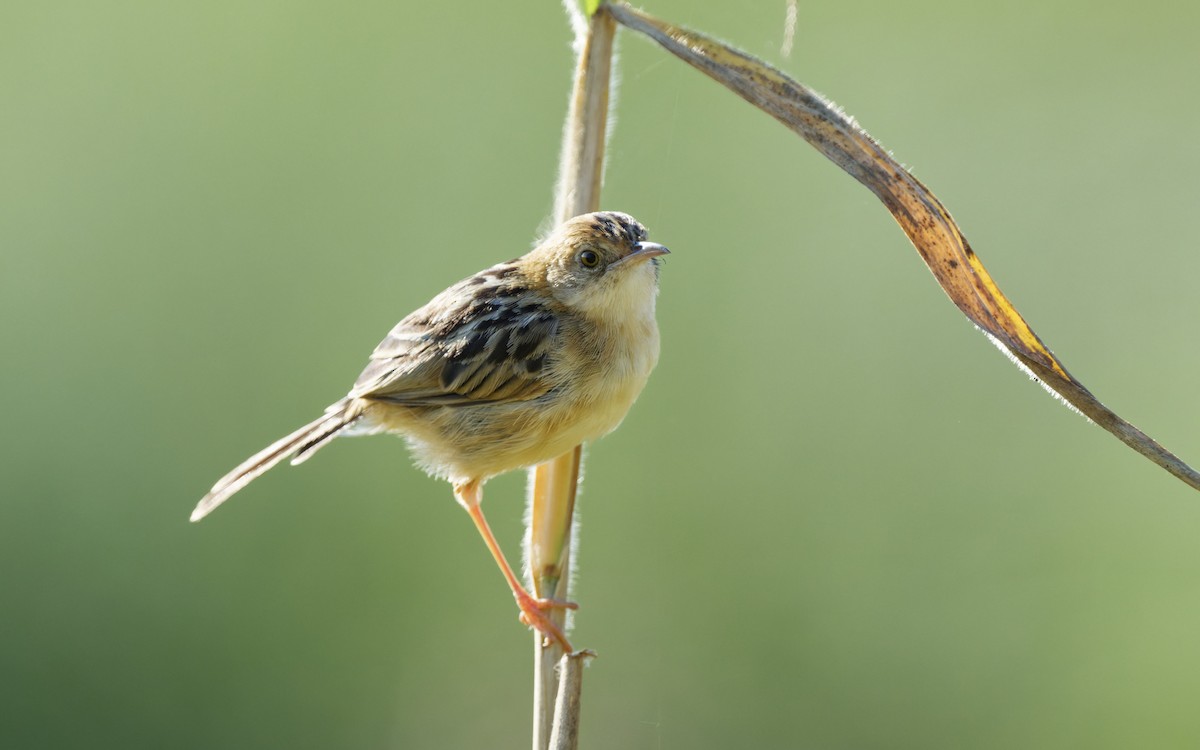 Golden-headed Cisticola - ML642844840
