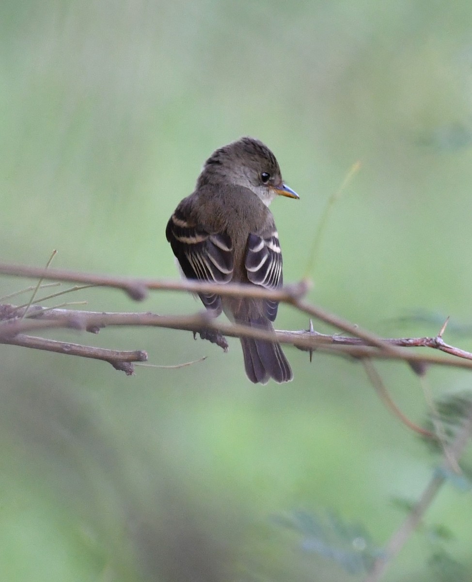 Willow Flycatcher - ML642844850