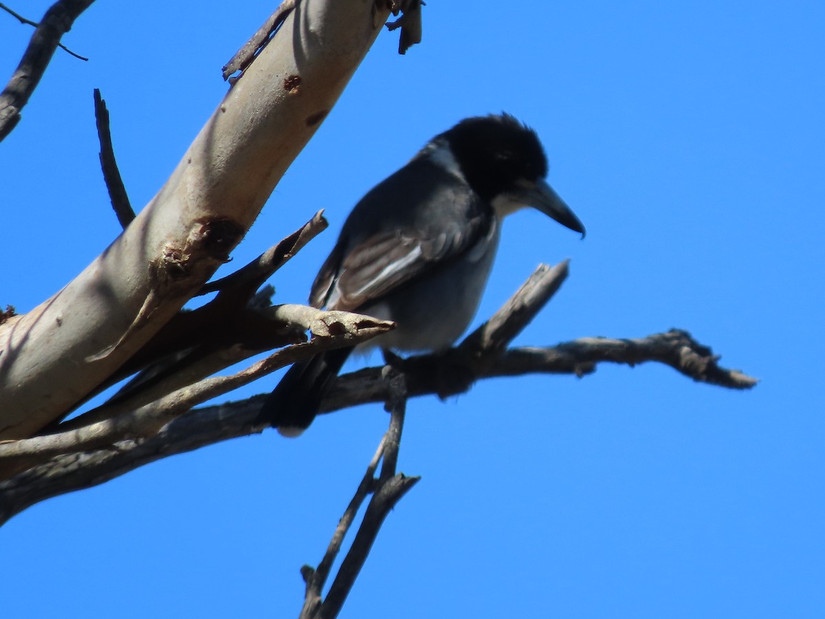 Gray Butcherbird - ML642844861