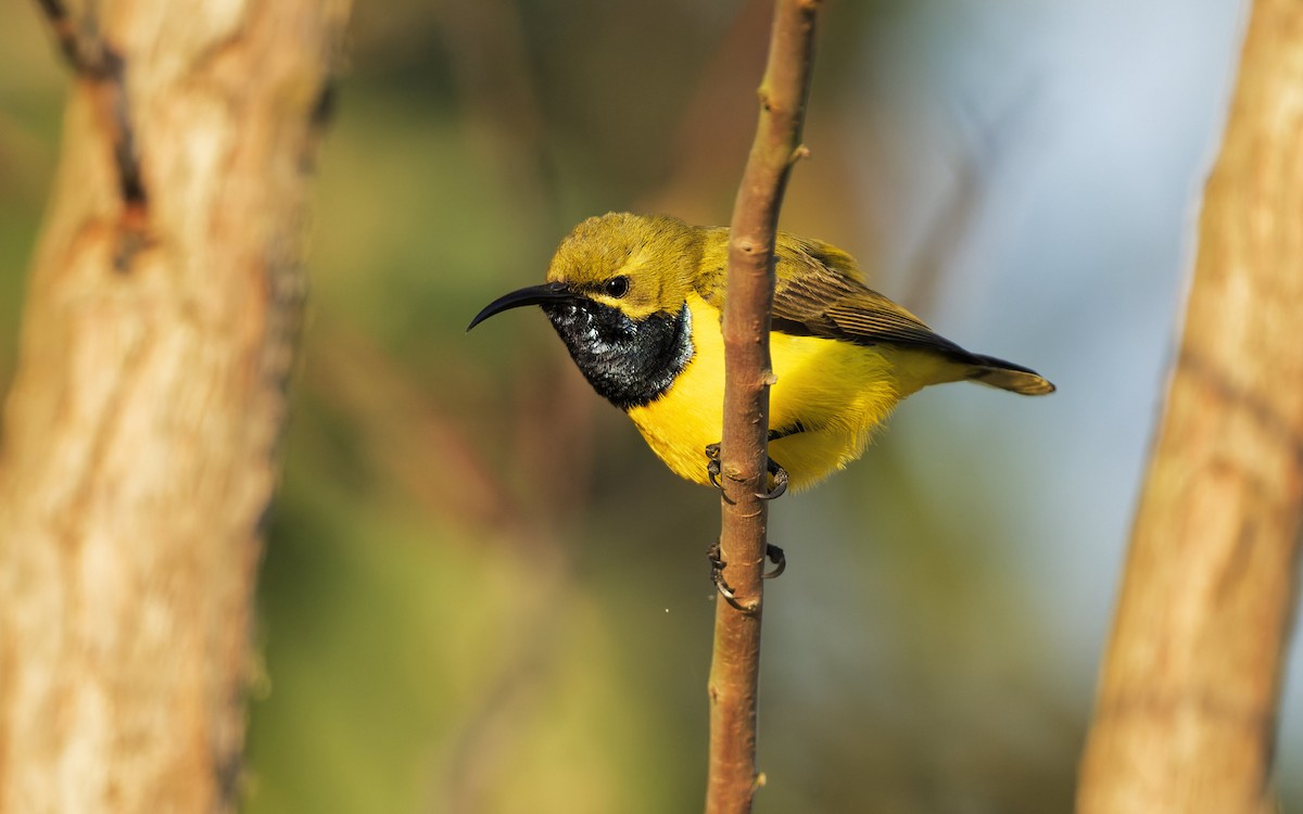 Sahul Sunbird - ML642844863