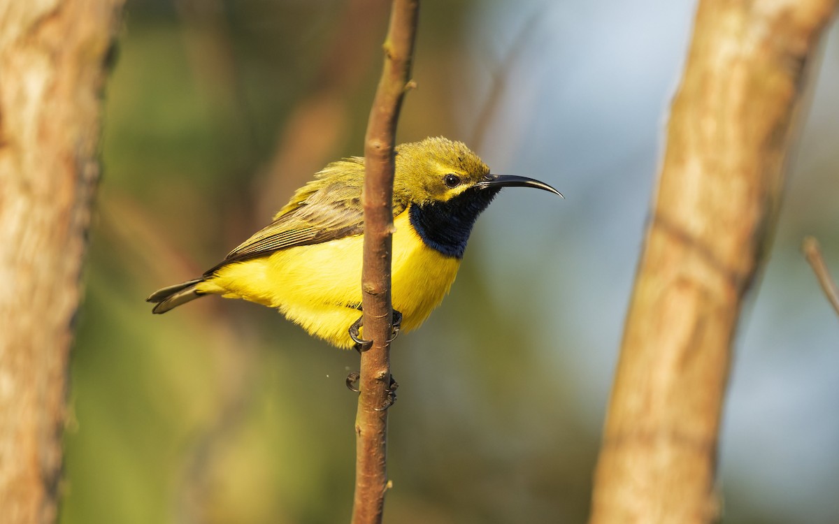 Sahul Sunbird - ML642844864
