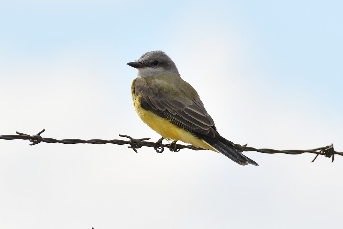 Western Kingbird - ML642844881