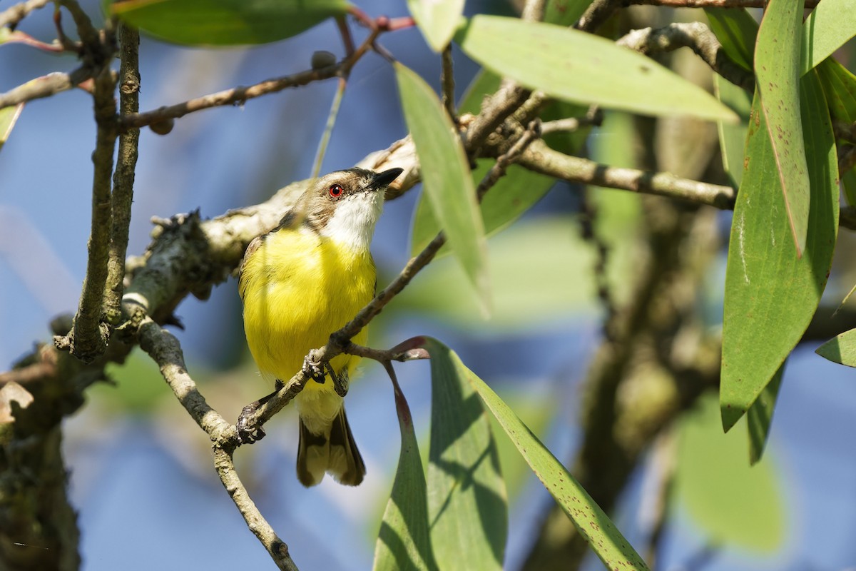 White-throated Gerygone - ML642844888