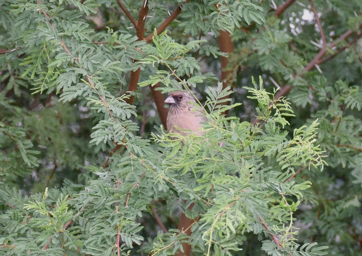 Abert's Towhee - ML642844889