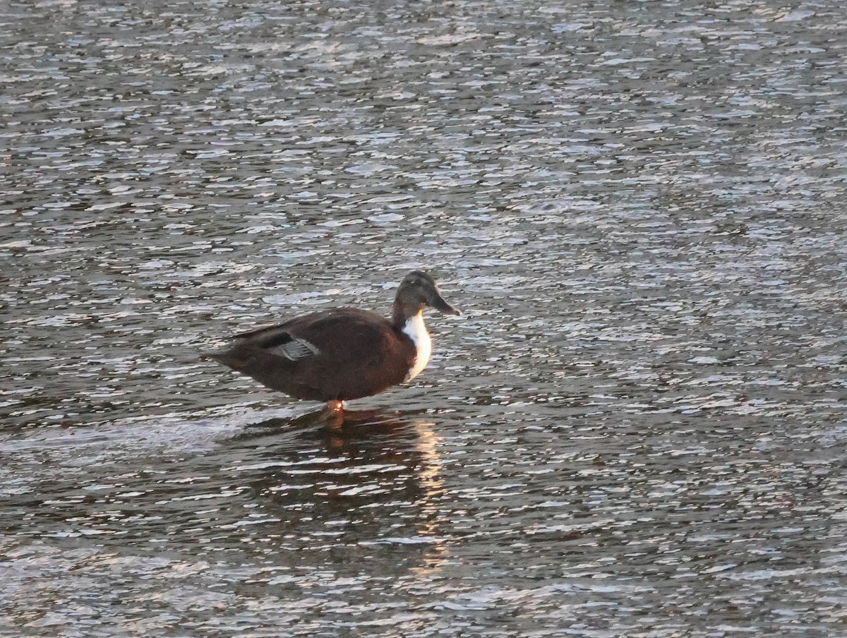 Mallard (Domestic type) - ML642844894