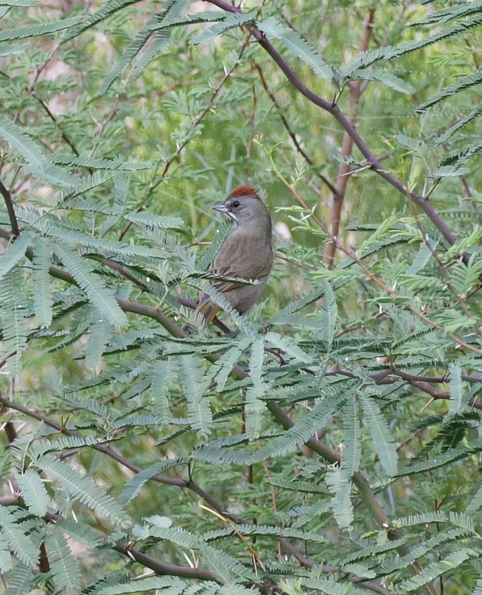 Green-tailed Towhee - ML642844900