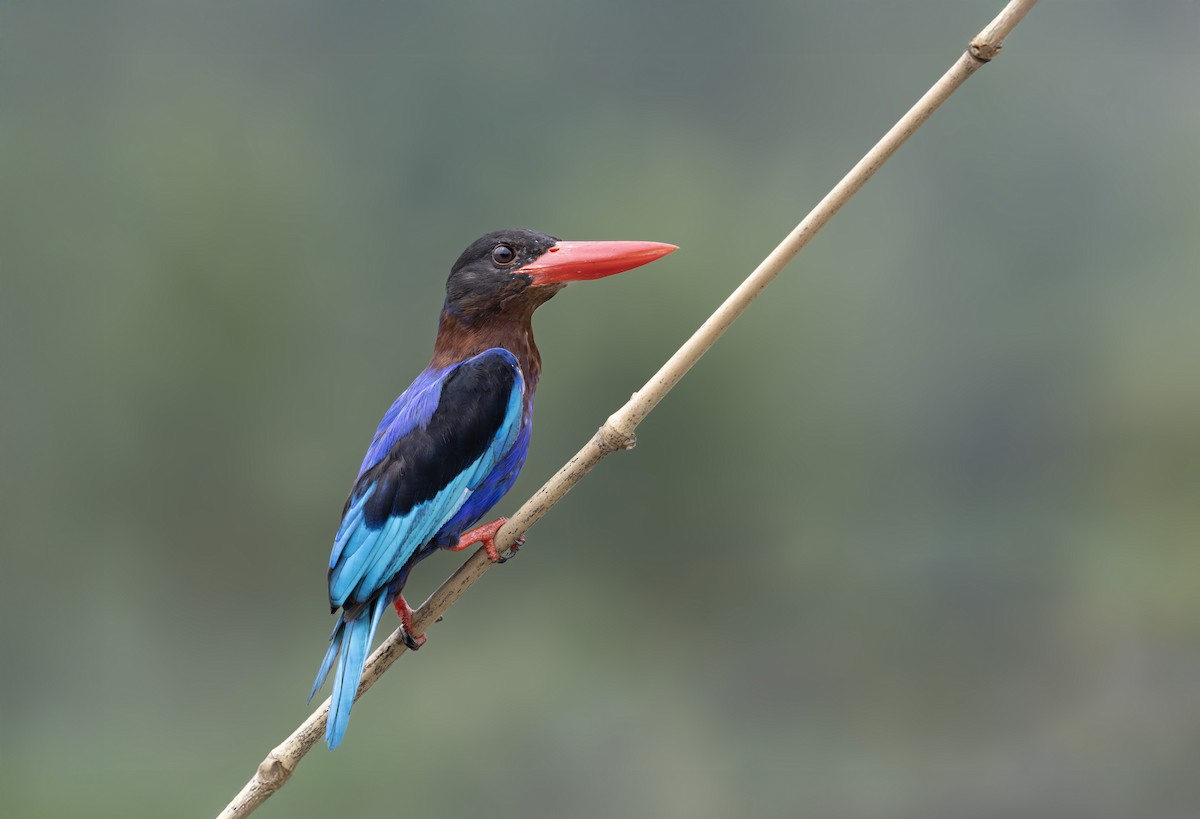 Javan Kingfisher - ML642844907