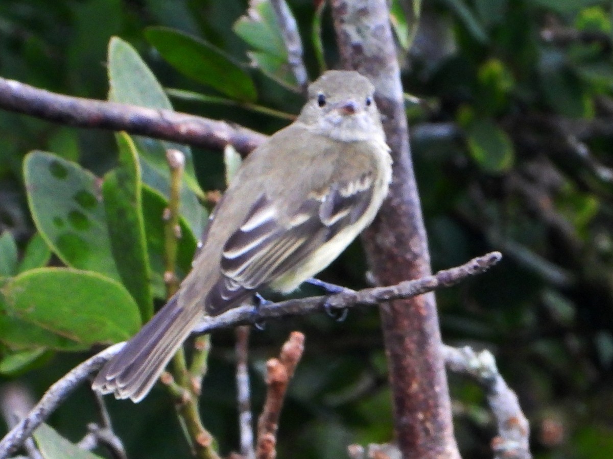 Lesser Elaenia - ML642844912