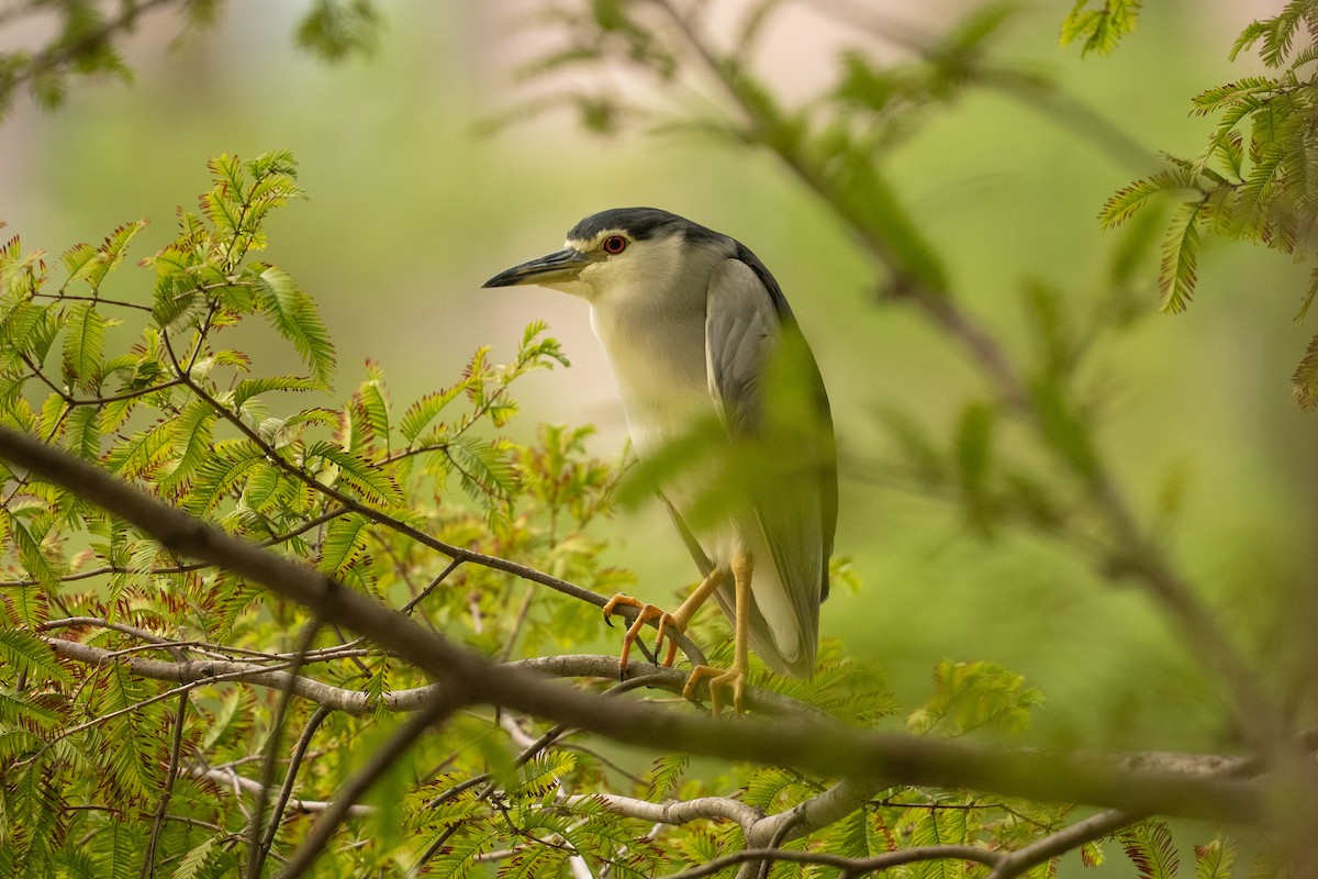 Black-crowned Night Heron - ML642844919
