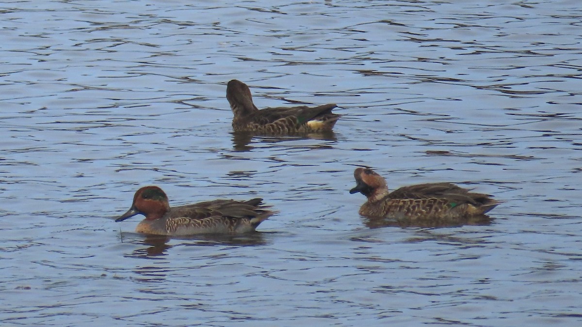 Green-winged Teal - ML642844920