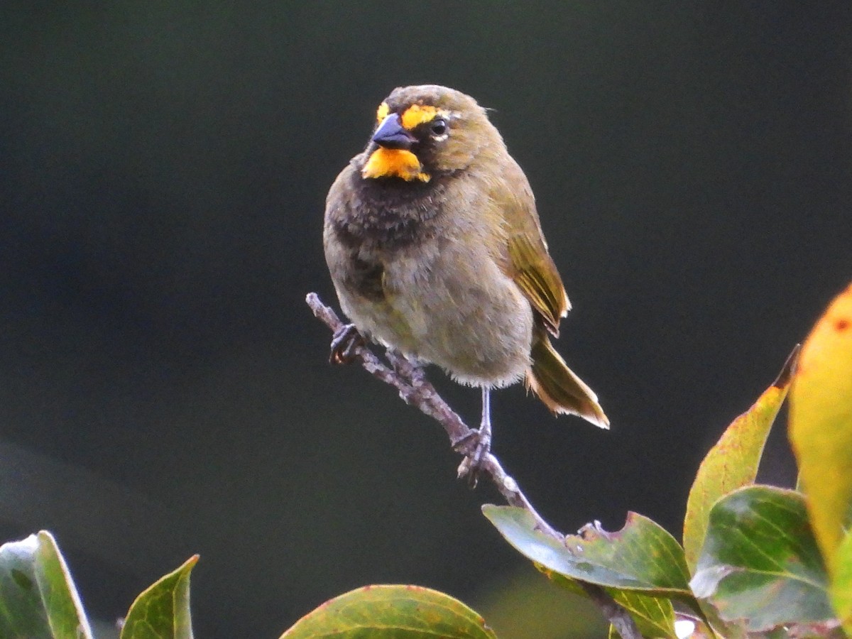 Yellow-faced Grassquit - ML642844921
