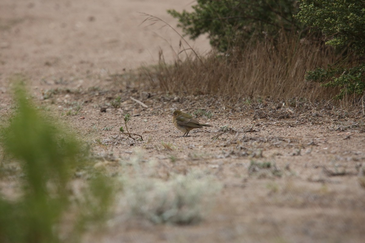 Painted Bunting - ML642844922