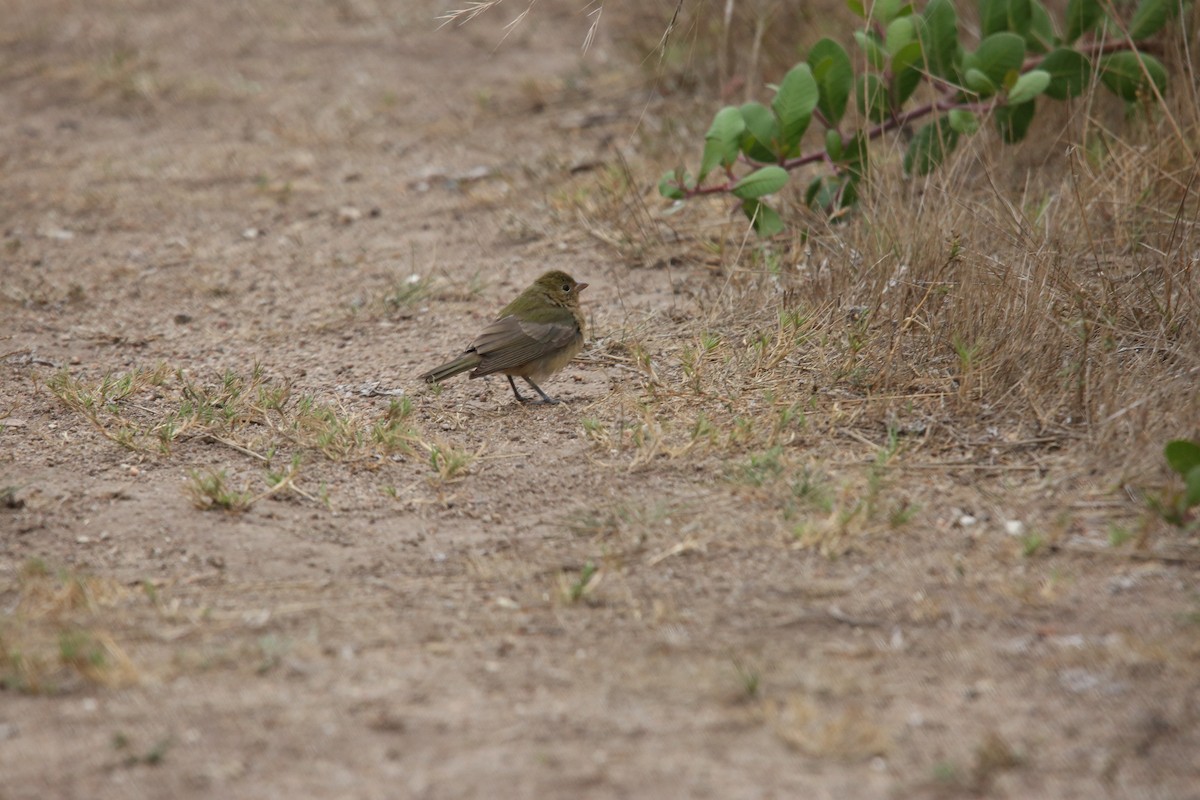 Painted Bunting - ML642844923