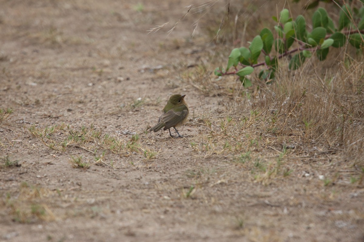 Painted Bunting - ML642844924