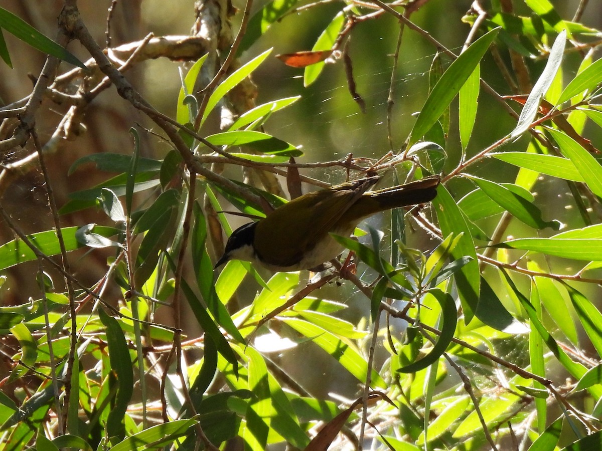 White-throated Honeyeater - ML642844925