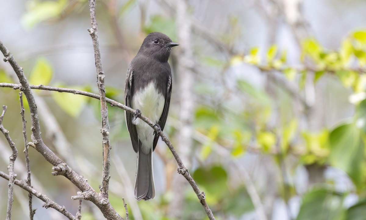 Black Phoebe - ML642844926