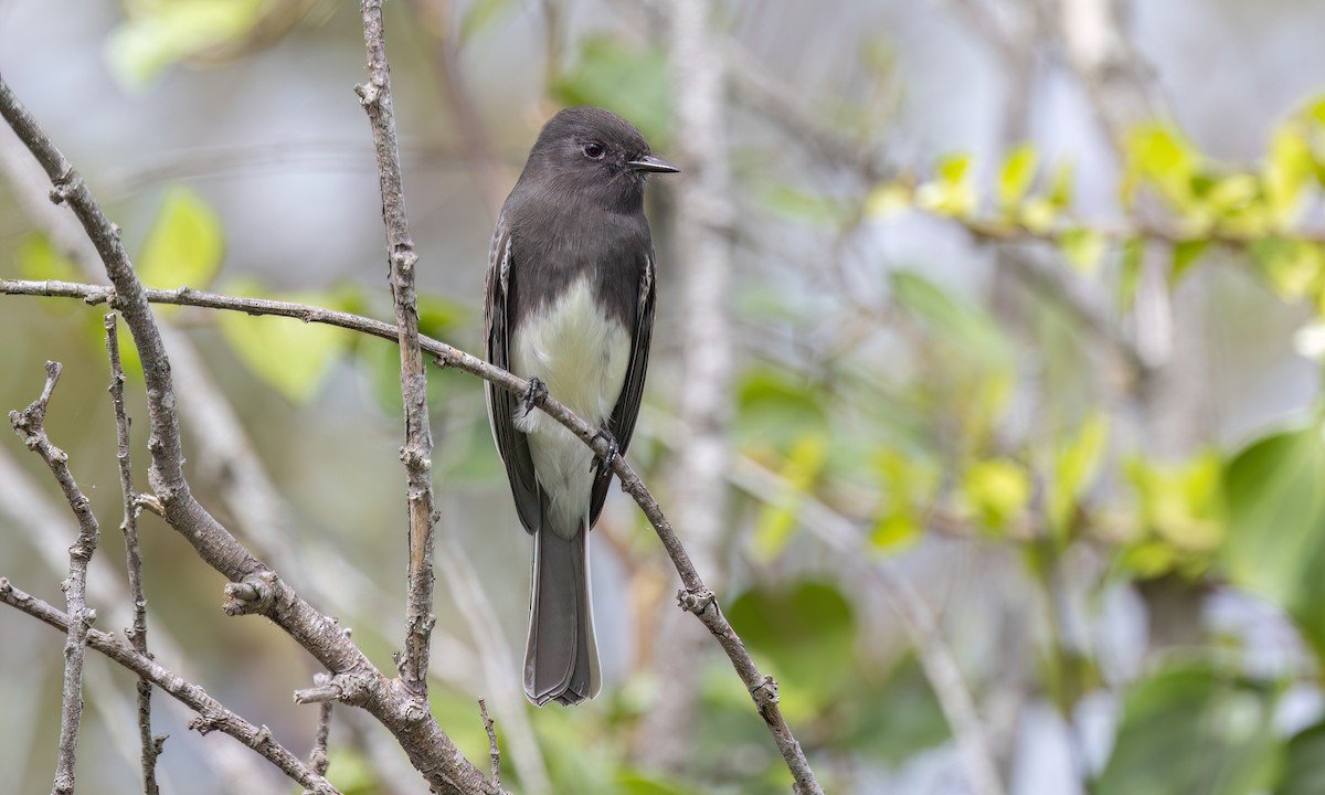 Black Phoebe - ML642844927