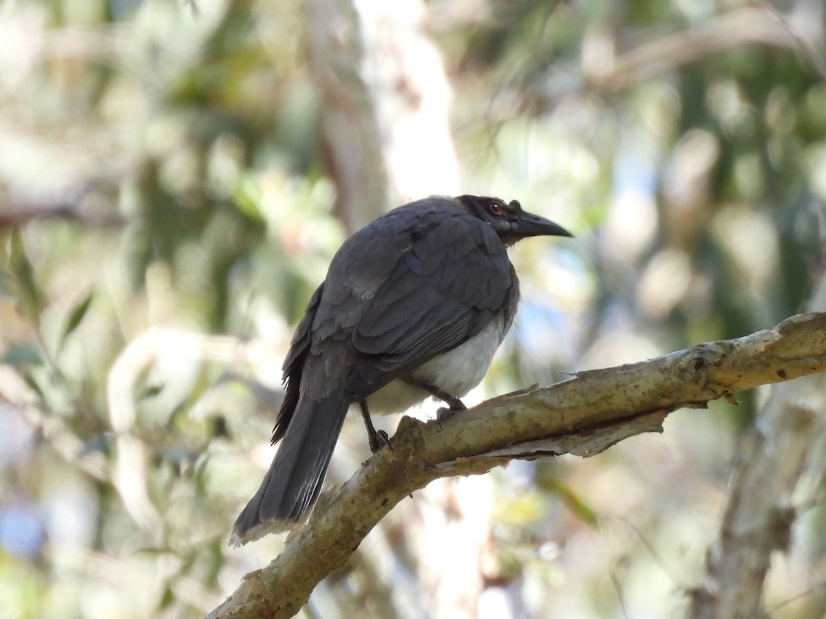 Noisy Friarbird - ML642844931