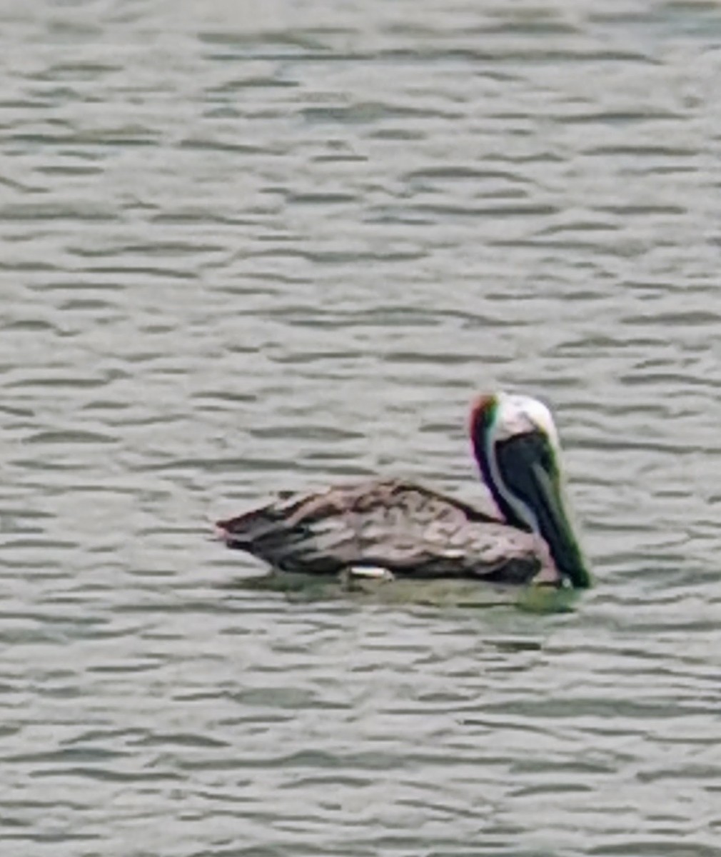 Brown Pelican - ML642844935
