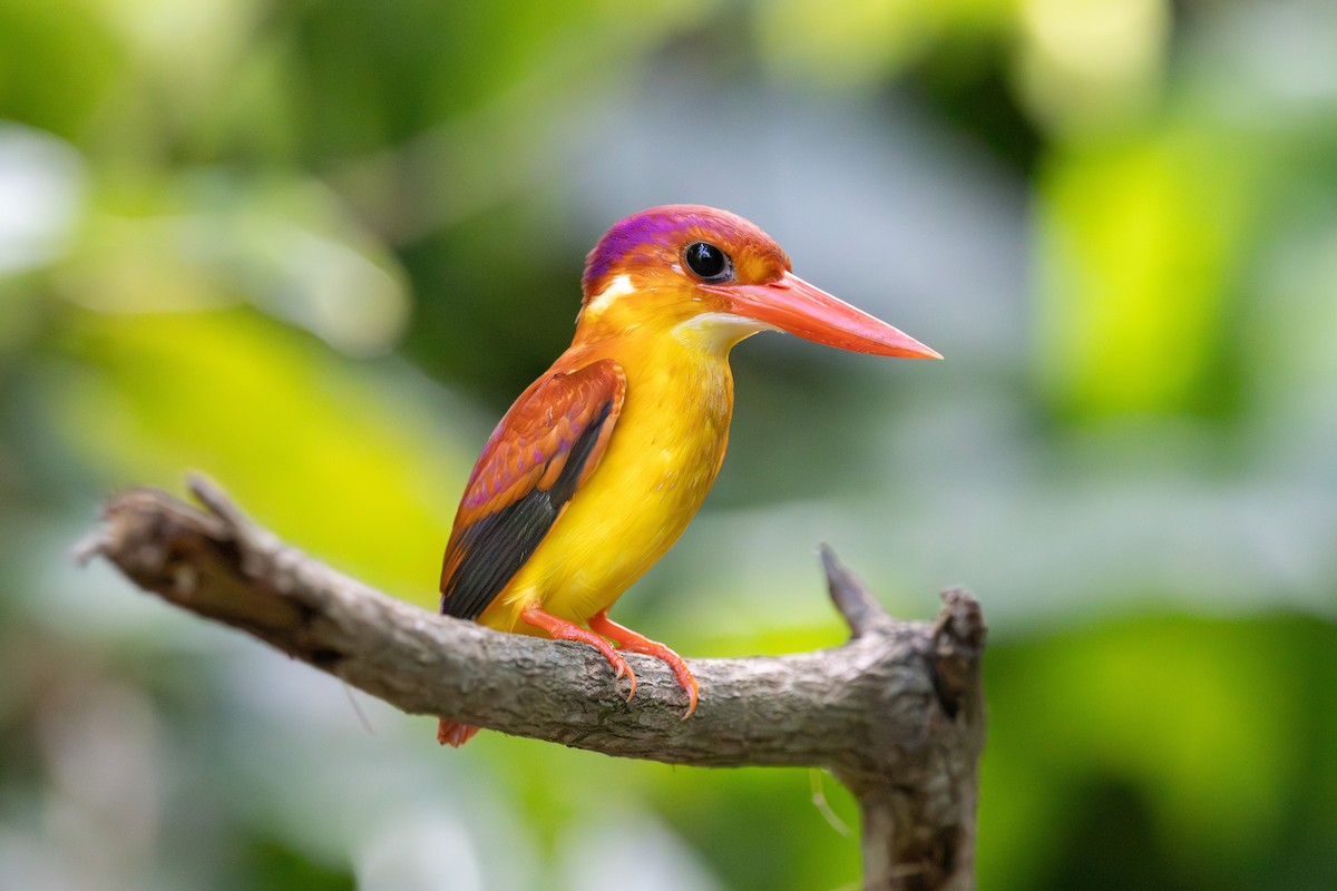 Rufous-backed Dwarf-Kingfisher - ML642844936