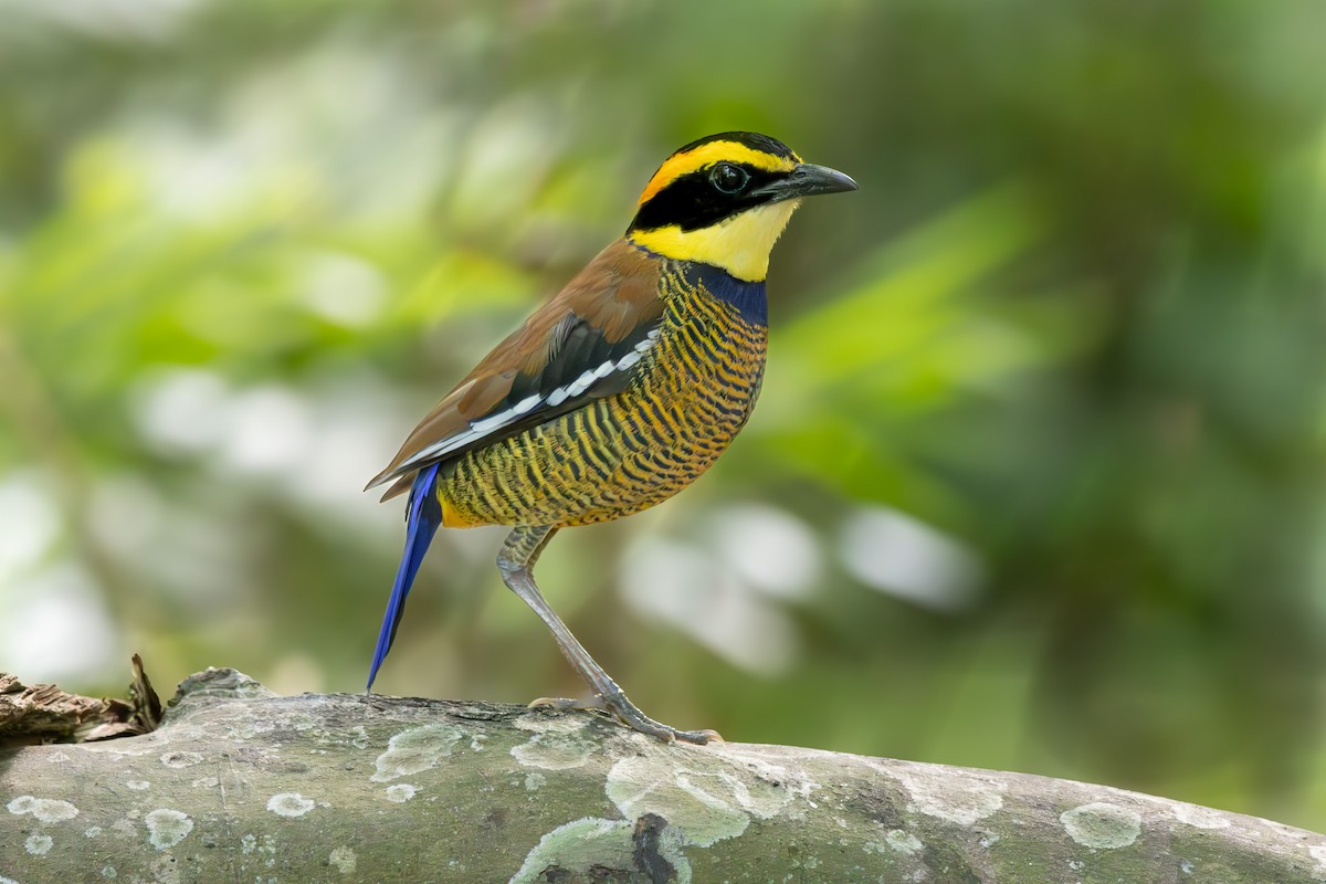 Javan Banded-Pitta - ML642844940