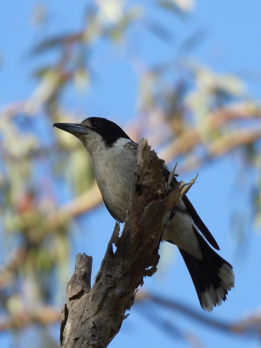 Gray Butcherbird - ML642844945