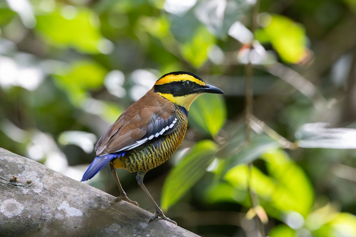 Javan Banded-Pitta - ML642844946