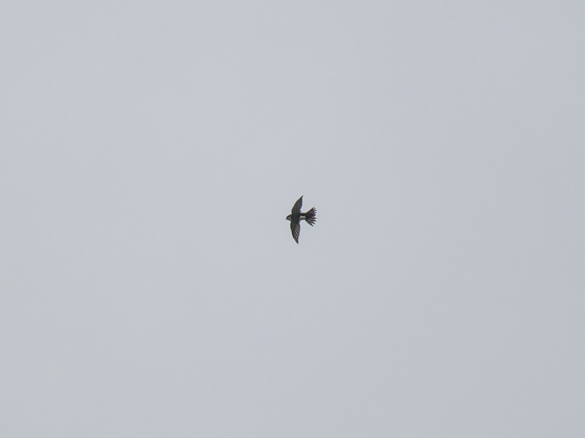 White-throated Swift - ML642844952