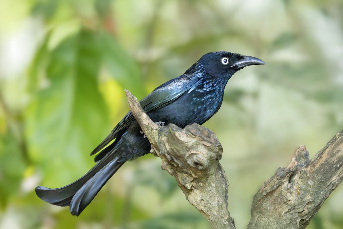 Hair-crested Drongo - ML642844960