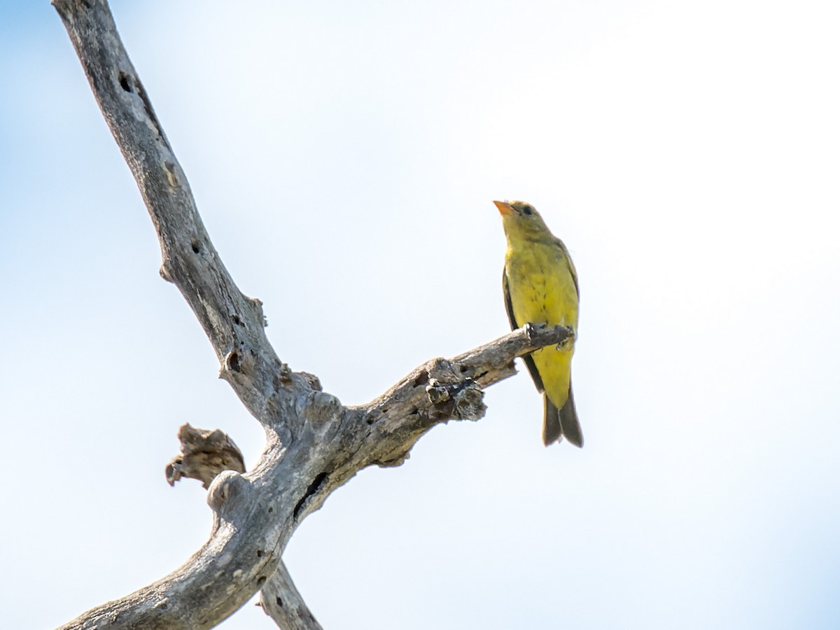 Piranga Carirroja - ML642844963