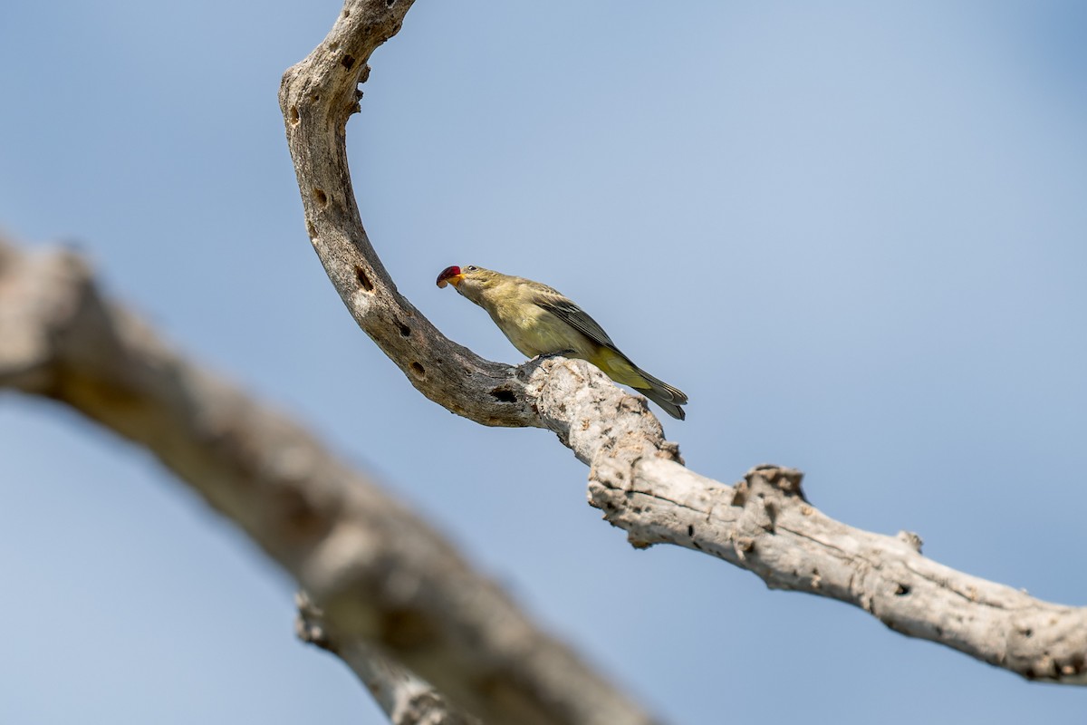 Piranga Carirroja - ML642844964