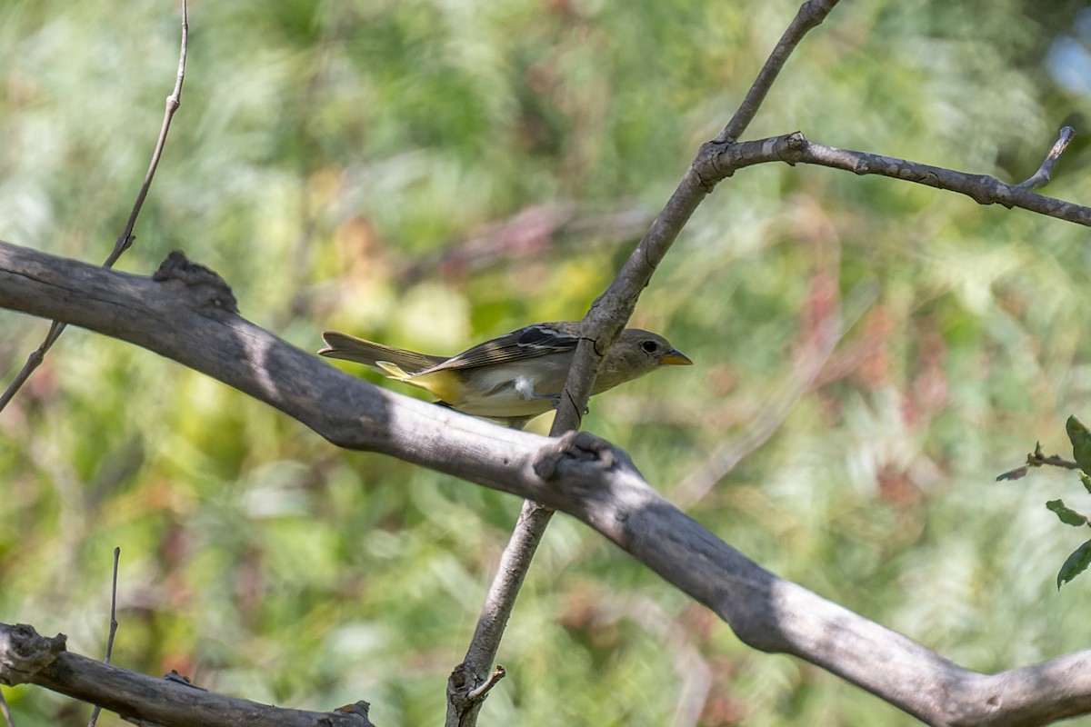 Piranga Carirroja - ML642844966