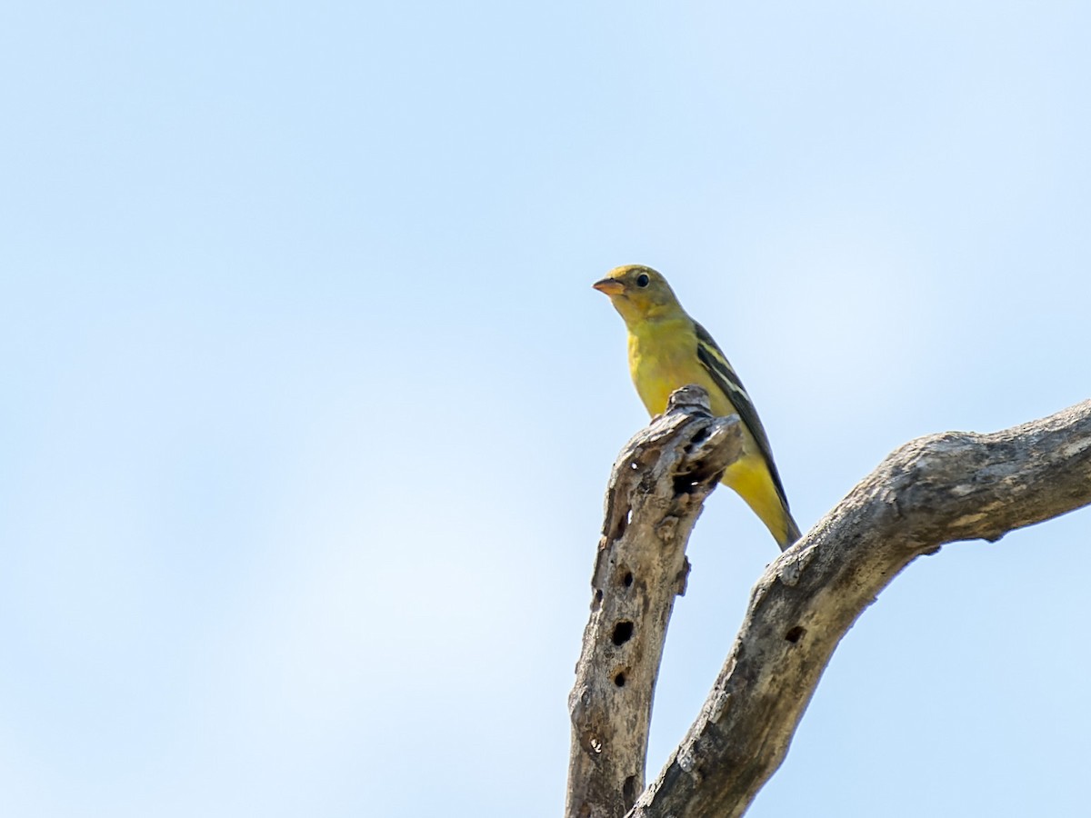 Piranga Carirroja - ML642844967